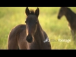 Foal CU 3262